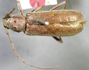 Media type: image;   Entomology 3860 Aspect: habitus dorsal view